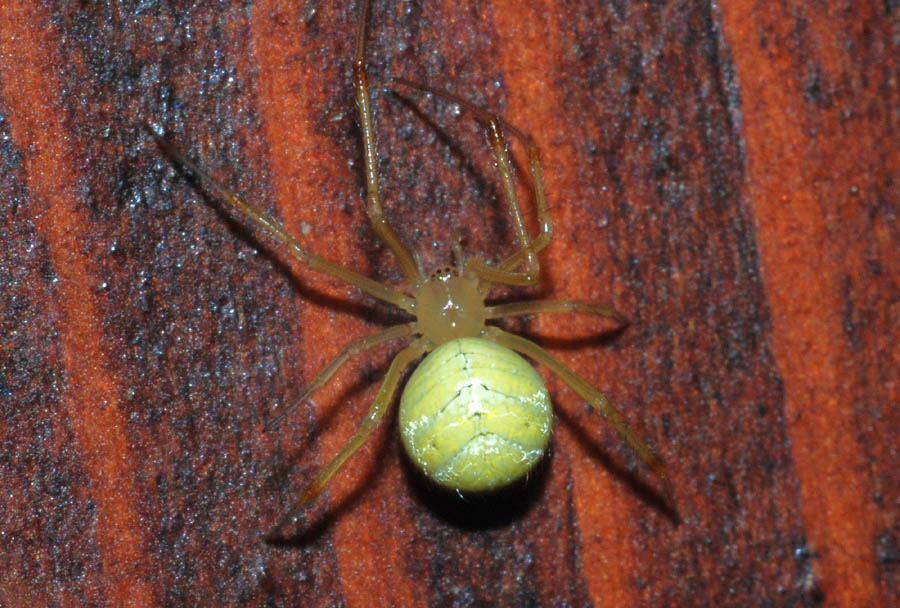 Theridiidae verde (forse, Phylloneta?)
